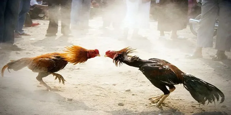 Khám phá đá gà cựa sắt