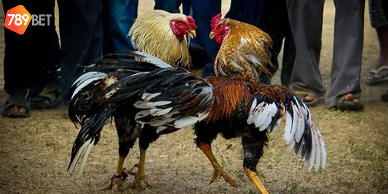 Đá Gà Cựa Sắt Tại 789bet Trải Nghiệm Đá Gà Thật Như Đời Thật 2 Tham gia cược đá gà cựa sắt tại 789bet