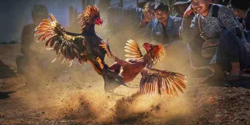 Xem Đá Gà Trực Tuyến Chất Lượng Cao Cùng Kubet 3 Tìm hiểu về lịch phát sóng đá gà
