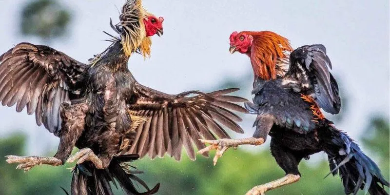 Xem Đá Gà Trực Tuyến Chất Lượng Cao Cùng Kubet 4 Những lưu ý để quá trình trải nghiệm đá gà