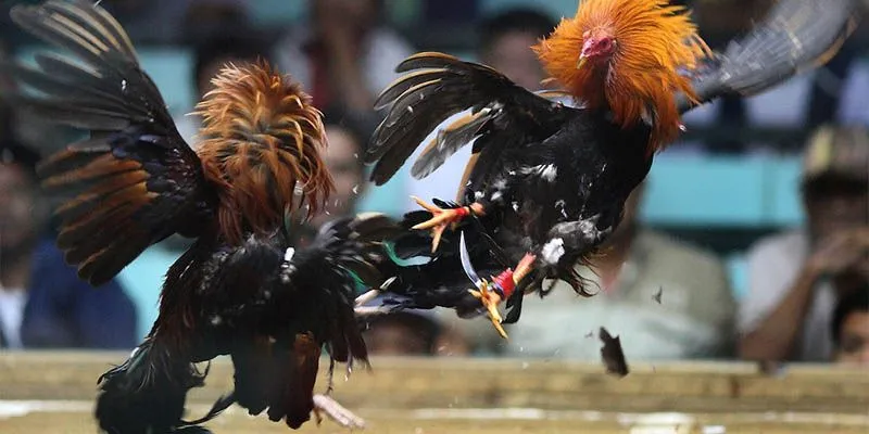 Phân tích một số lối đá gà được ưa chuộng