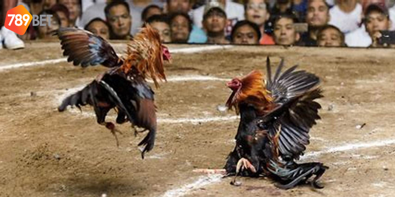 Đá Gà Chọi Thái Lan, Chơi Trực Tuyến Trên Nền Tảng 789bet 2 Tham gia đá gà chọi Thái Lan cùng nhà cái