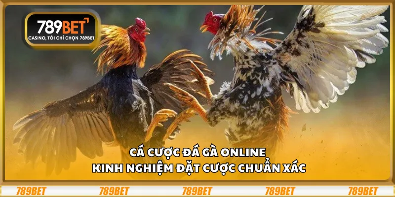 Cá cược đá gà online - Kinh nghiệm đặt cược chuẩn xác